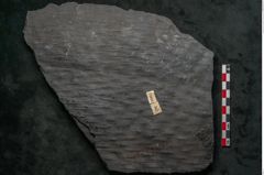 Foto (Detailansicht) von Lepidodendron veltheimiamum Sternbg. (NHMW-GEO-2024-0188-11034)